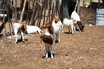 Herd of goats in Namibia, Africa
