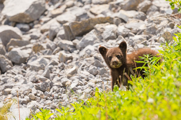  Black Bear Cub © BGSmith