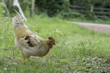 Rooster standing on the grass.