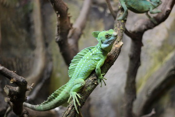 Naklejka na ściany i meble Chameleon iguana