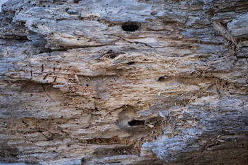 Holztextur