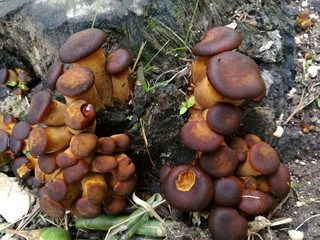 mushroom on the trunk