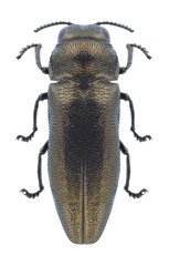 Beetle Coraebus elatus on a white background