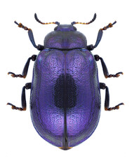 Beetle Plagiosterna aenea on a white background