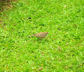 A zebra dove (Geopelia striata) foraging for food on the ground,
