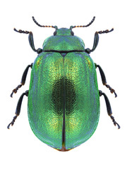 Beetle Plagiosterna aenea on a white background