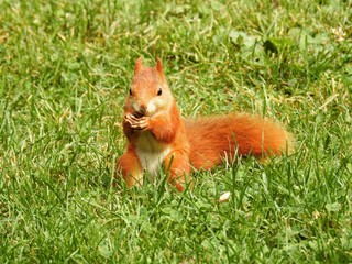 Eichhörnchen