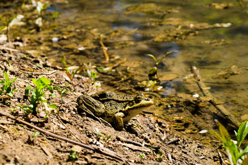 Toad near the water