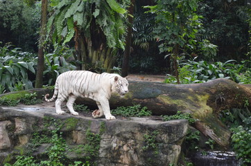 White Tiger