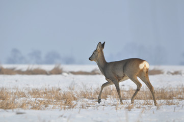 sarna © Wojciech