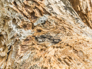 Closeup of dry wooden texture