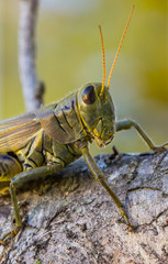 grasshopper 