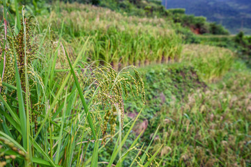 Close up rice plants in paddy field