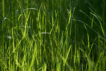 Wildgras im Streiflicht