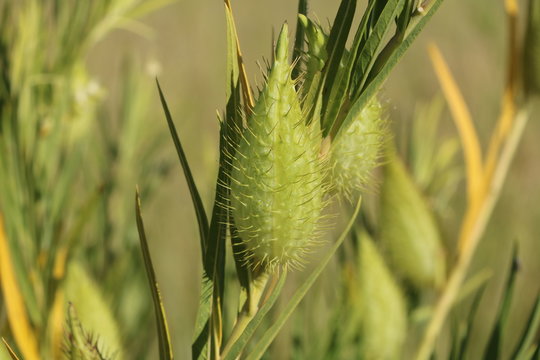 Sweet grass prickly seed fruit in Namibia, Africa