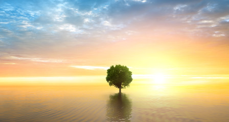 Baum im See bei Sonnenuntergang
