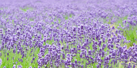Obraz premium Close up lavender flower field in summer at furano hokkaido japan ,Selective focus