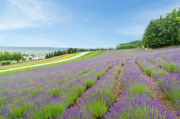 Naklejka na ściany i meble Lavender field and colorful flower in summer at furano hokkaido japan