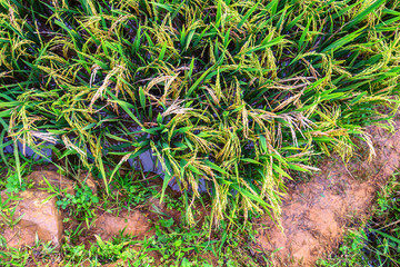 Close up rice plants in paddy field