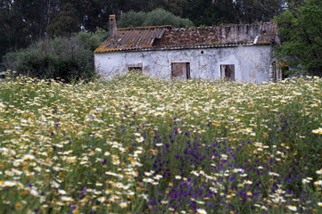 Abandoned house in a sea of ​​flowers