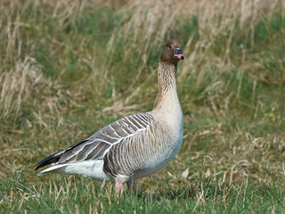 Pink-footed goose (Anser brachyrhynchus)