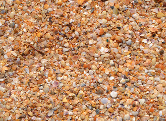 Ракушечный фон