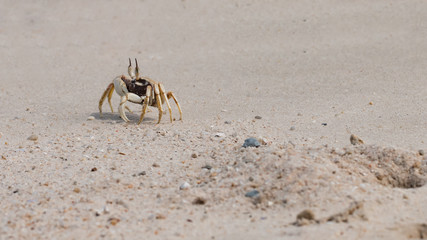 The beautiful crab on the beach