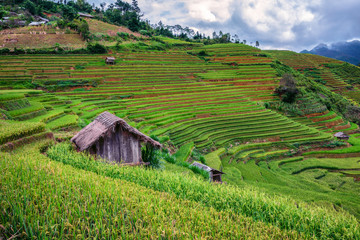 Terraced rice field view, La pa tan, Vietnam