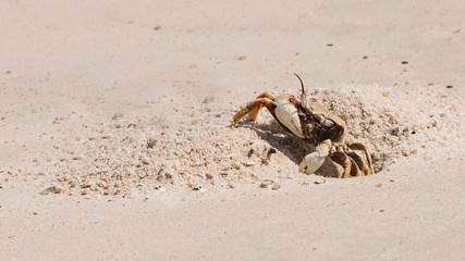 The beautiful crab on the beach