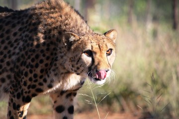 Hungry cheetah in Namibia, Africa