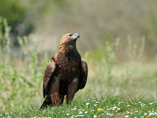 Golden eagle (Aquila chrysaetos)