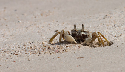 The beautiful crab on the beach