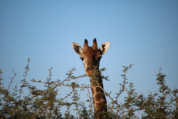 Curious Giraffe in Namibia, Africa