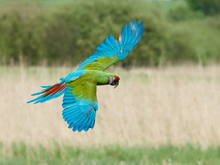 Military Macaw (Ara militaris)