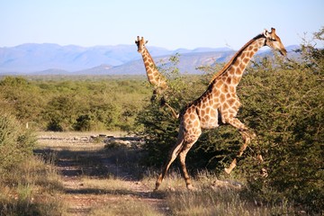 Giraffe at gallop in Namibia, Africa