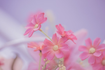 Fototapeta na wymiar Pink flower for background,Love concept.
