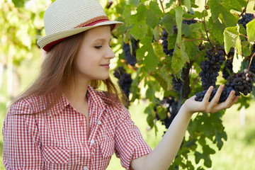 Beautiful young blonde woman harvesting grapes outdoors in vineyard
