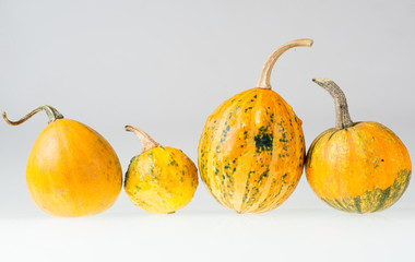 Row of four various organic gourds of decorative pumpkins