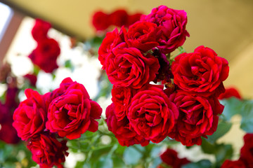 Rosen