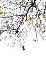 This is a tree branch in a white background.