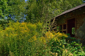 H&auml;uschen im gr&uuml;nen