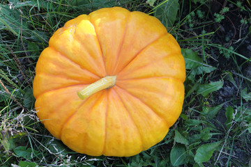 Orange ripe pumpkin on a grass in a garden