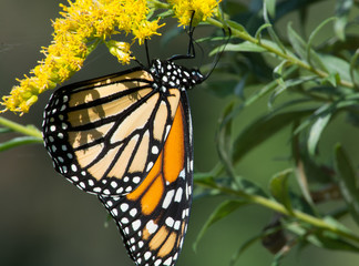 Hanging Monarch Butterfly/A Monarch butterfly just hanging around and feeding on some flowers.