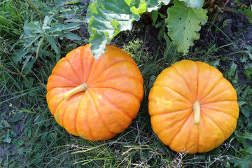 Orange pumpkins on a grass in a garden in the fall