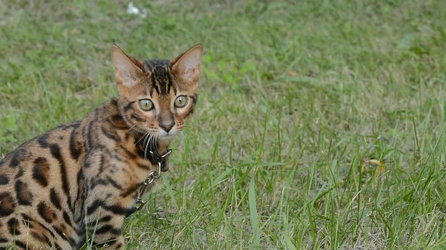 Purebred Bengal cat.