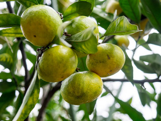熟れ始めた温州ミカン