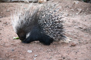 Porcupine is eating in Namibia, Africa