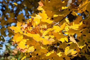 Maple tree in warm and sunny autumn day