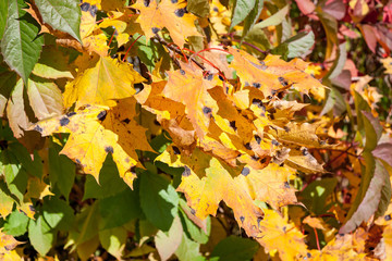 Maple tree in warm and sunny autumn day