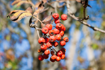 Mountain ash cluster in warm and sunny autumn day